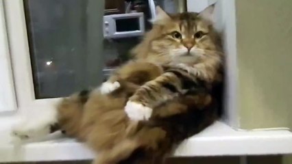 В ожидании пятницы) Смешные приколы кошки