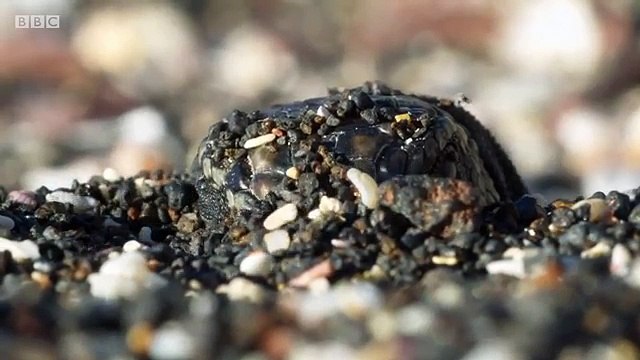 Des serpents attaquent des bébés iguanes qui viennent de naître !