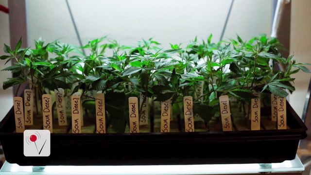 The 5 States Voting to Legalize Recreational Marijuana Use