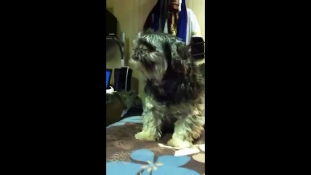 Смешные собаки чихают. Смешное видео про собака