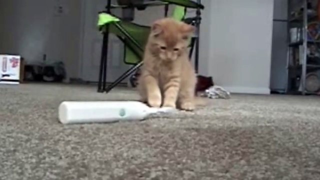 Игривый рыжик Смешные приколы кошки