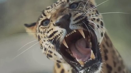 best Wild Animal Fight - Felids vs Canids an MOOR