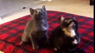 Kitten Jam - Turn Down For What Video (cute, funny cats-kittens dancing) (ORIGINAL)