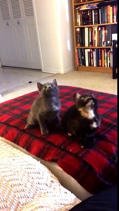 Kitten Jam - Turn Down For What Video (cute, funny cats-kittens dancing) (ORIGINAL)