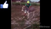 asno salvaje VIDEOS CORTOS DE RISA PARA WHATSAPP