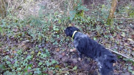 Romain et Disco une bécasse filmée au sol !