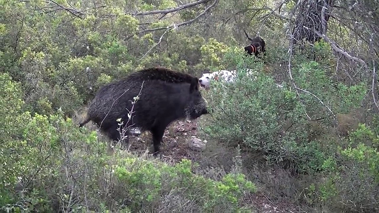 sanglier au ferme (chiens porcelaine)