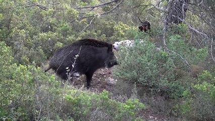 sanglier au ferme (chiens porcelaine)