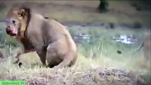 León vs Buffalo y Cocodrilo vs Tigre | más LOCA de los Animales y Ataques Más terribles Ataques de Animales