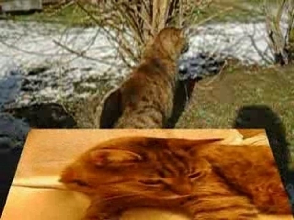 Tigi