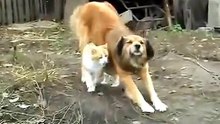 A cat's and a dog's friendship