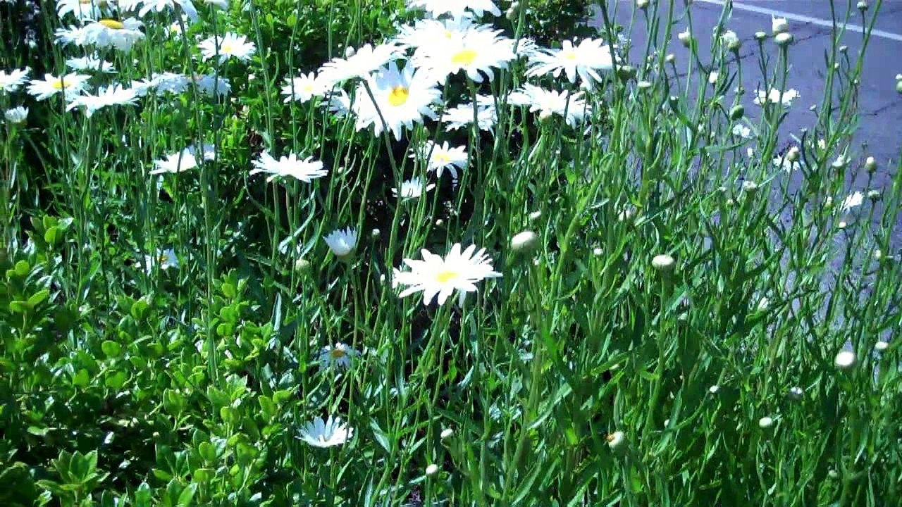 2   MARKETING VIDEOS STARTING AT $500