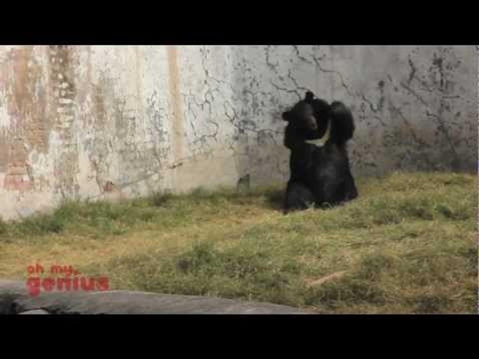 Bear goes crazy