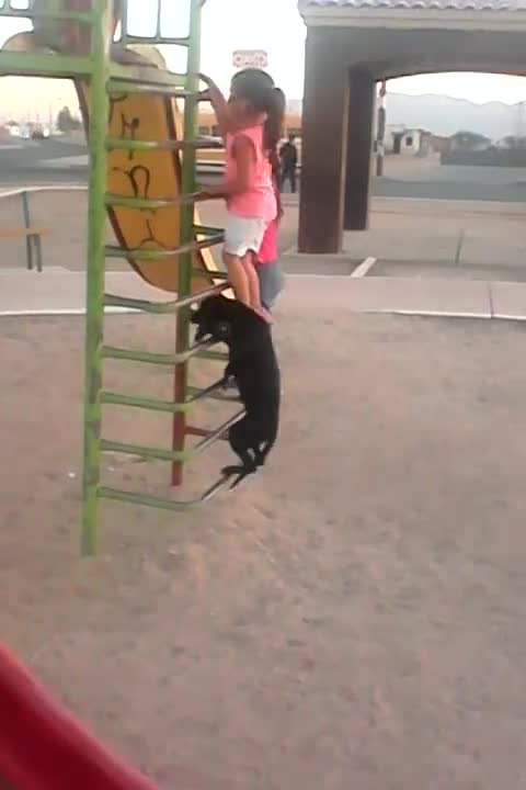 Dog in Mexico climbs ladder to go down slide