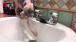Sphinx kitten totally baffled by leaky faucet