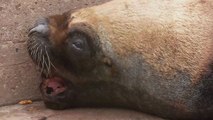 Funny sea lion wakes up, immediately breaks wind