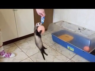 Elly the Ferret Wants Her Birthday Present