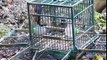Best bird trap[أفضل فخ الطيور] - How setting trap for bird used cage trap