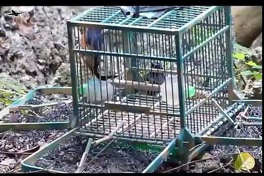 Best bird trap[أفضل فخ الطيور] - How setting trap for bird used cage trap
