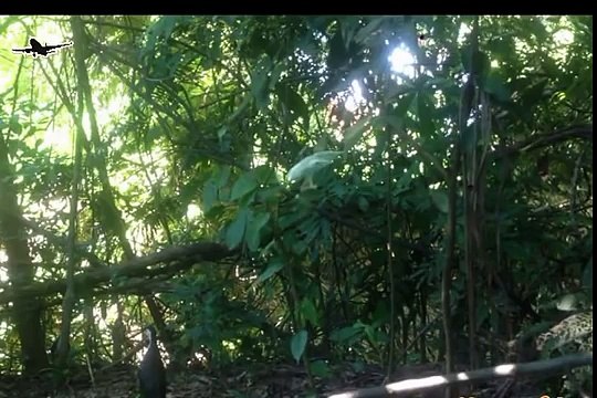 Best bird trap[أفضل فخ الطيور] - How setting trap for bird u - The Ultimate traping birds use snare trap simple and easy