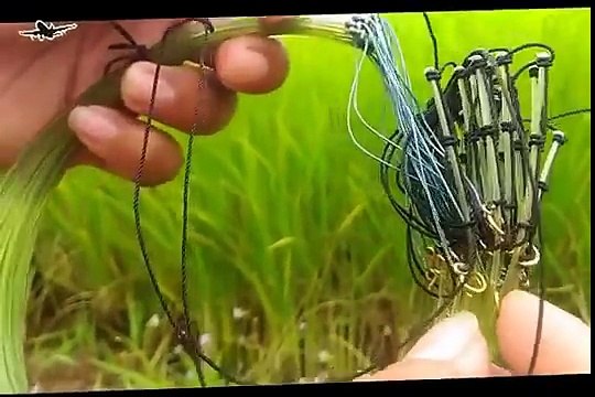 Best bird trap[أفضل فخ الطيور] - How setting trap for bird used string tied trap simple