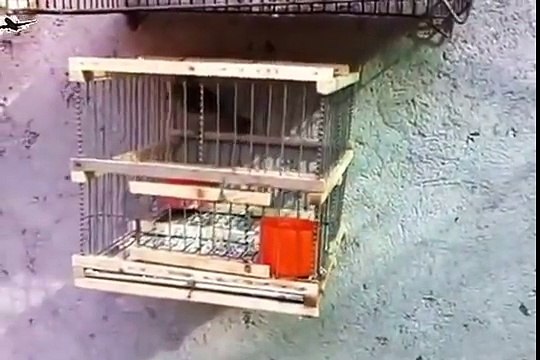 Best bird trap[أفضل فخ الطيور] - How setting trap for bird used cage trap