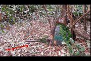 Best bird trap[أفضل فخ الطيور] - Traping birds used cage trap simple and easy to catch it