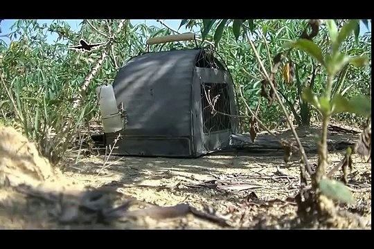 Best bird trap[أفضل فخ الطيور] - How setting trap for bird used cage trap