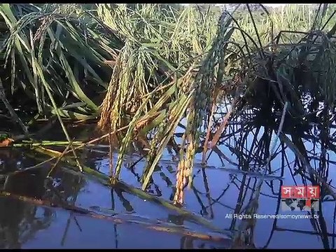 টানা বর্ষণে মাদারীপুরের বেশিরভাগ জমির ধান নষ্ট