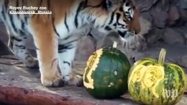 Animals around the world make their prediction on the U.S. presidential election