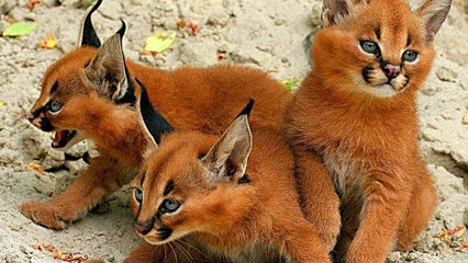 5 ОЧЕНЬ РЕДКИХ И НЕОБЫЧНЫХ ПОРОД КОШЕК