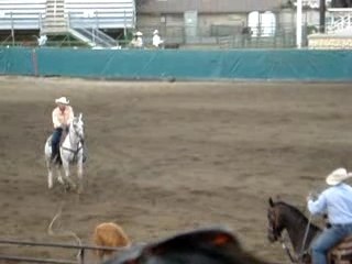 Capture d'un veau au lasso !