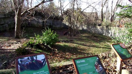 Red Pandas Frolicking