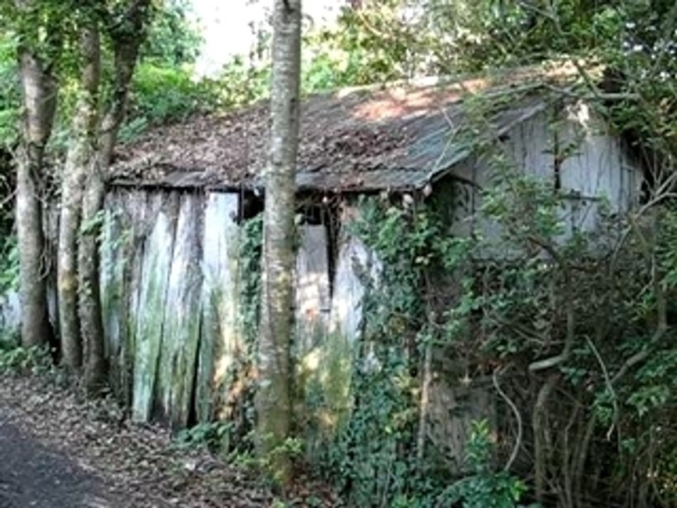 the rotting shed