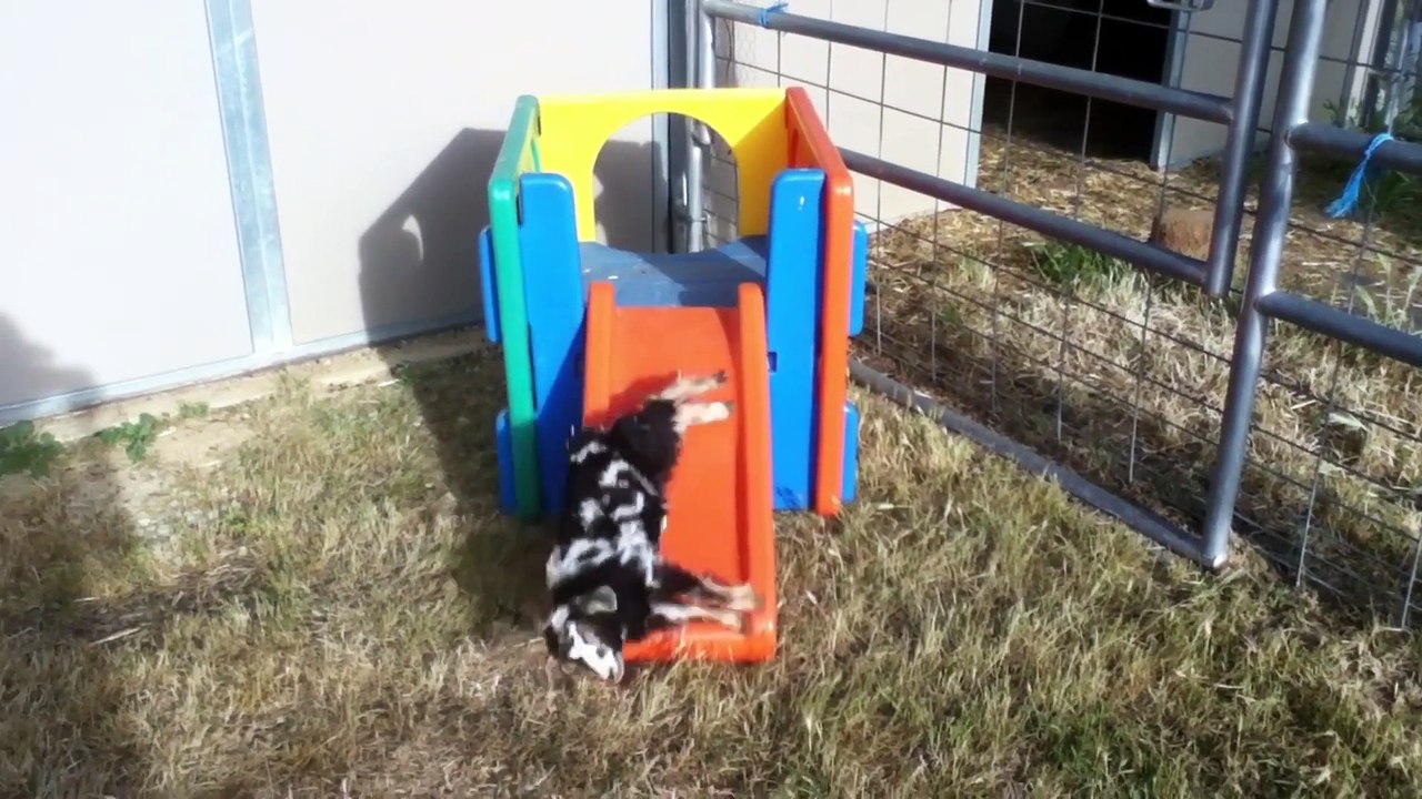 13 Reasons Why We Love Goats