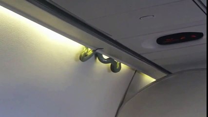 Passengers Freak Out After Snake is found in Commercial Flight to Mexico