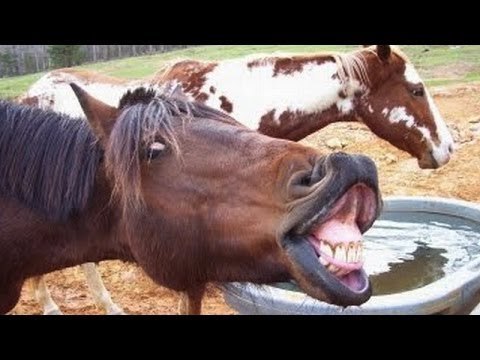 Animals screaming and making funny noises - Funny animal sound compilation PART 2