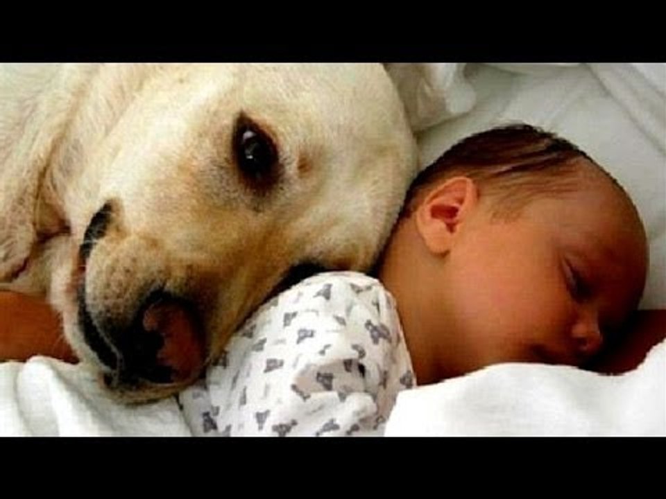 Cats and dogs meeting babies for the first time - Cute animal compilation