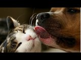 Cats and dogs together are so silly - Funny cat & dog compilation