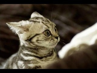 Scared cats and dogs - Funny and cute animal compilation