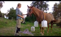 [horsegirlship 31] Holidays with the monkeys 2016 - Part 4 (The daily midday & evening procedure)