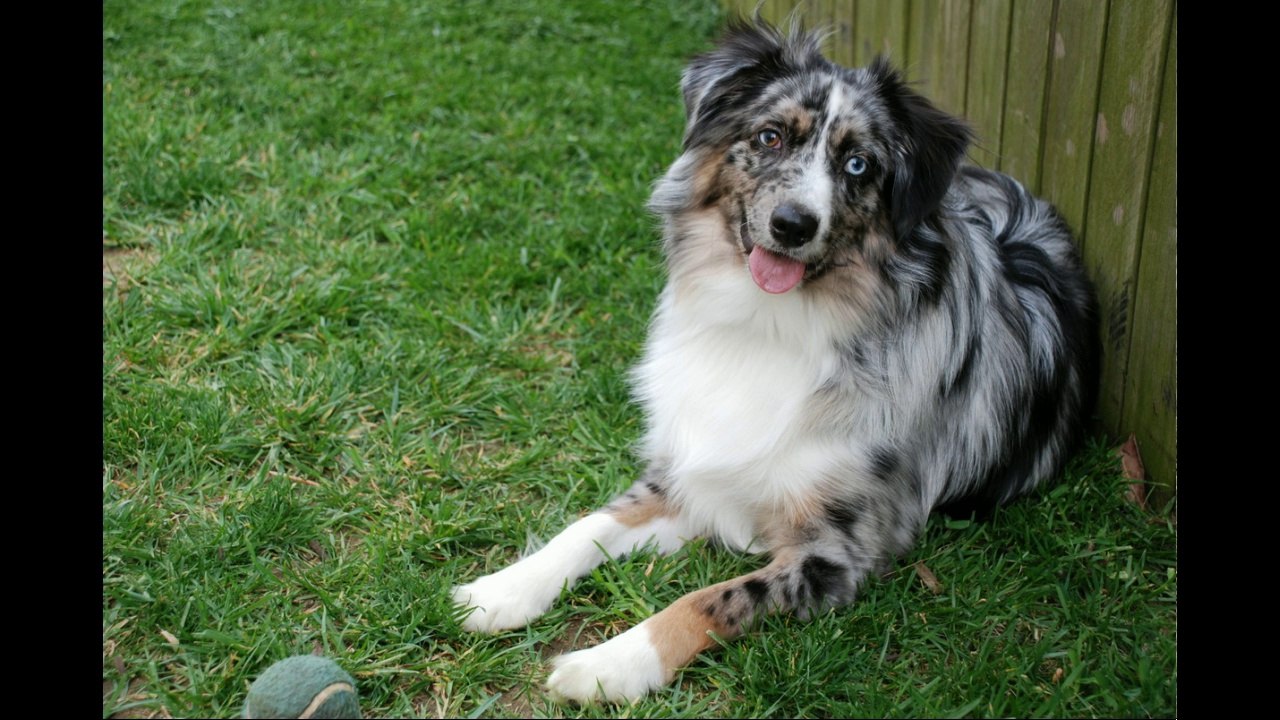 Australian Shepherd