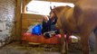 [horsegirlship 29] Holidays with the monkeys 2016 - Part 2 (The daily morning procedure)