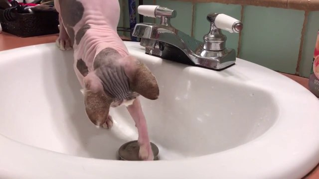 Ce chat Sphinx rendu fou par une goutte d'eau !