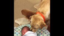 Bébé qui pleure réconcilié par un chien labrador.. Trop Mignon