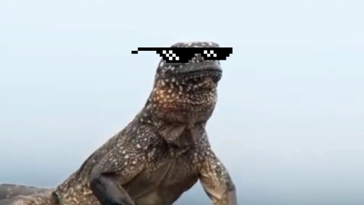 The Notorious Iguana