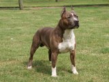 AMERICAN STAFFORDSHIRE TERRIER