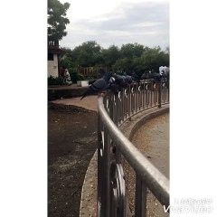 Amazing slow motion video of flying pigeons