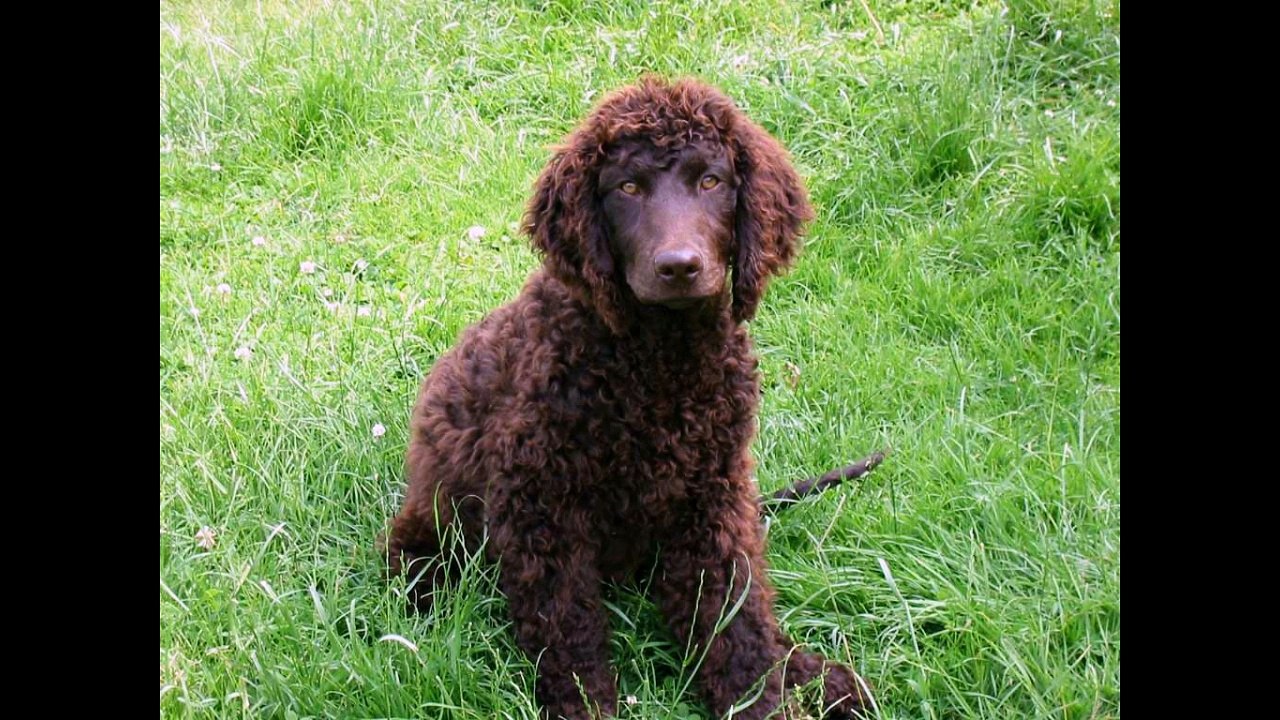 AMERICAN WATER SPANIEL
