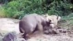 León vs Cocodrilo, Gnu,Hipopótamos,Cebras,Leones y Búfalos Pelea Real#la Mayoría de los Increíbles Animales Salvajes Ataque
